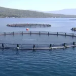 Cage_Fishing-780x470