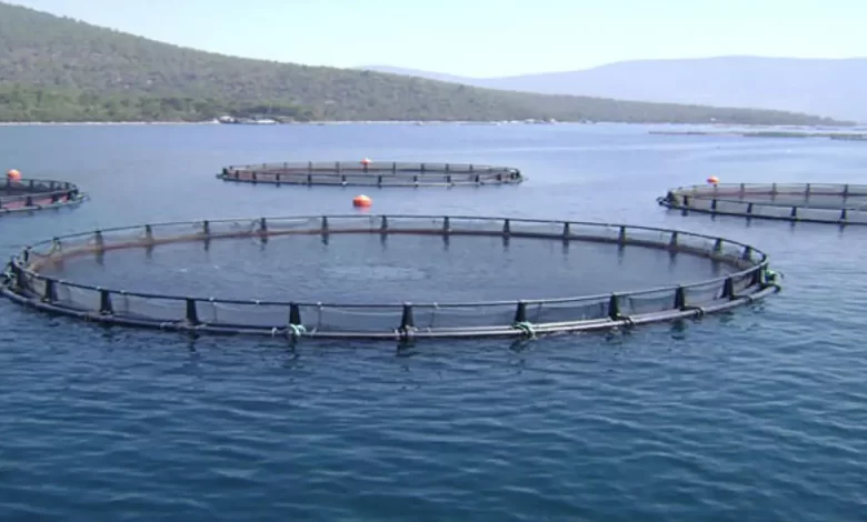 Cage_Fishing-780x470